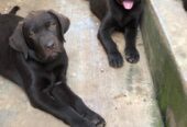 Labrador puppies available