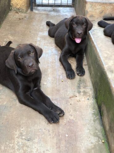 Labrador puppies available