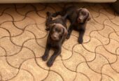 Labrador puppies available