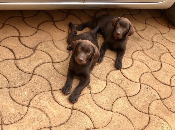 Labrador puppies available