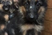 German shepherd