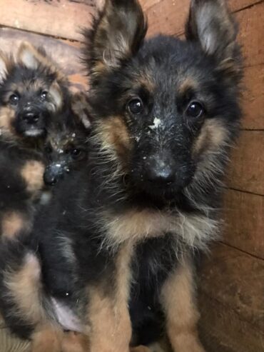 German shepherd