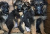 German shepherd