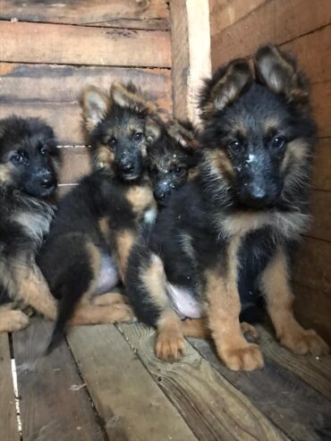 German shepherd