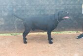 Labrador puppies available