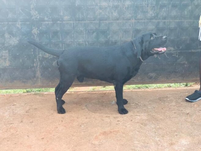Labrador puppies available