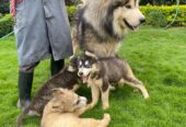 Siberian husky