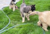 Siberian husky
