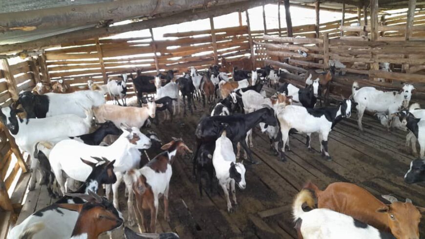 Farm