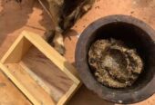 The best powerful spiritual herbalist in Nagera+2347042962713