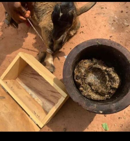 The best powerful spiritual herbalist in Nagera+2347042962713